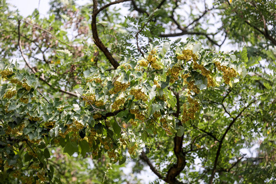 南京椴樹花