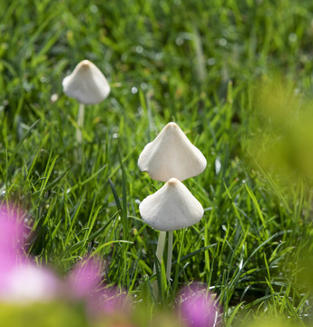 蘑菇野山菌野生菌