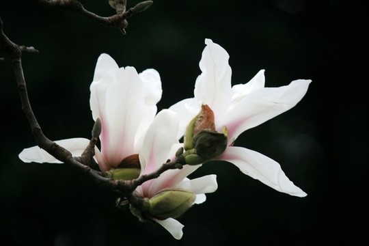玉蘭花