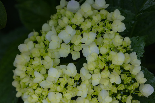 繡球花