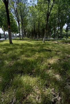 草地
