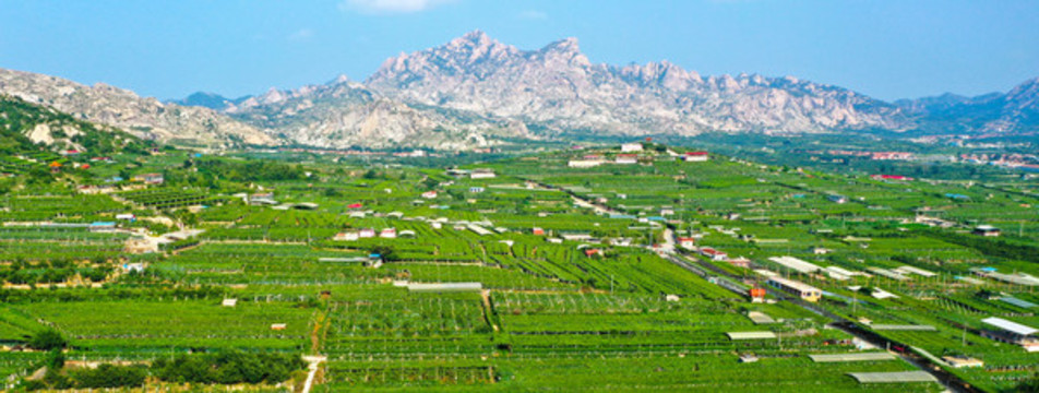 大澤山鎮(zhèn)尹家葡萄園