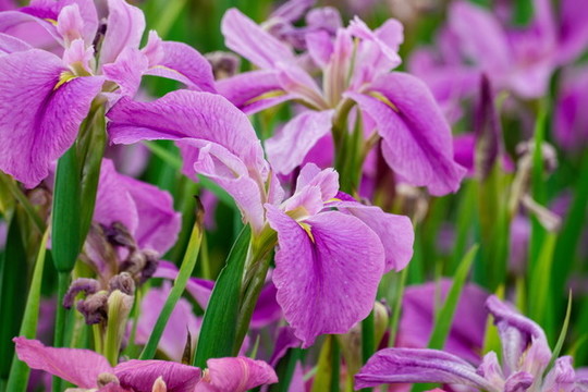 盛開(kāi)的鳶尾花