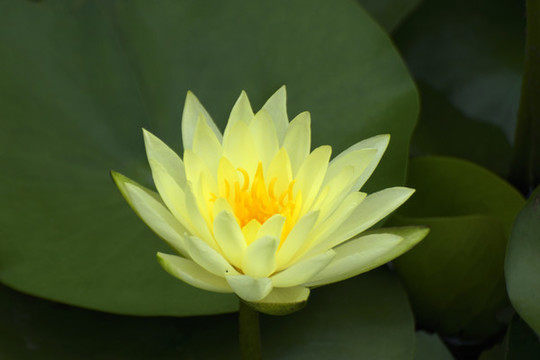蓮花