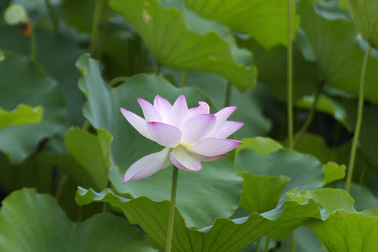 禪意荷花
