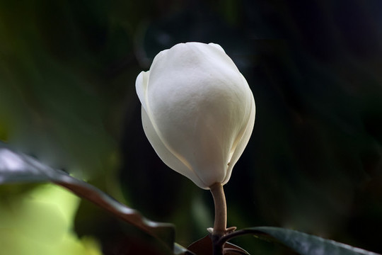 廣玉蘭花