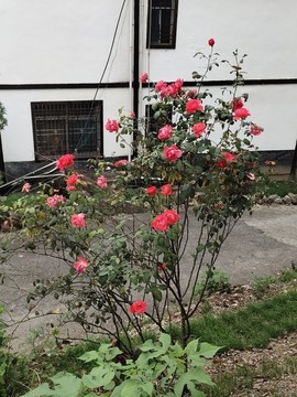 紅色月季花
