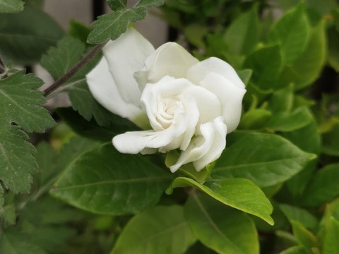 梔子花與綠葉