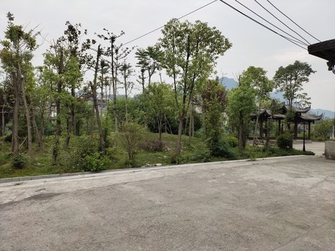 公園綠植