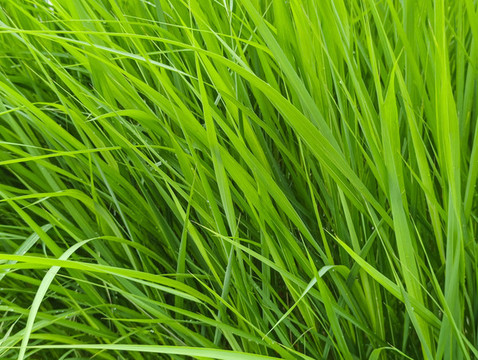 青青綠色蒲草