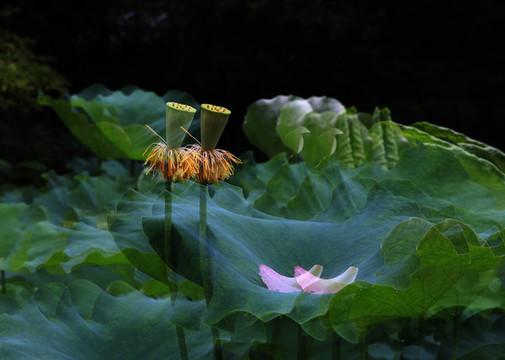 蓮蓬花瓣