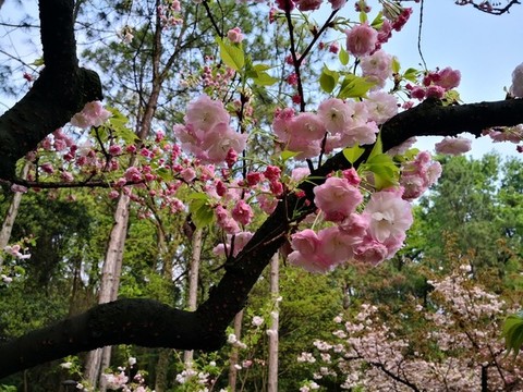 櫻花