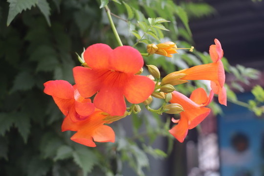凌霄花2