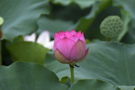 荷花
