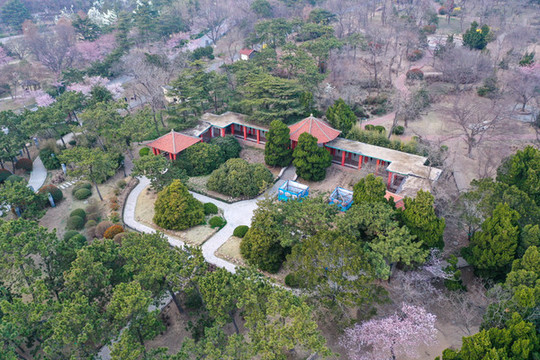 青島中山公園牡丹園