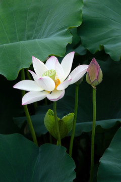 荷花
