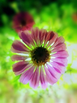 波斯菊