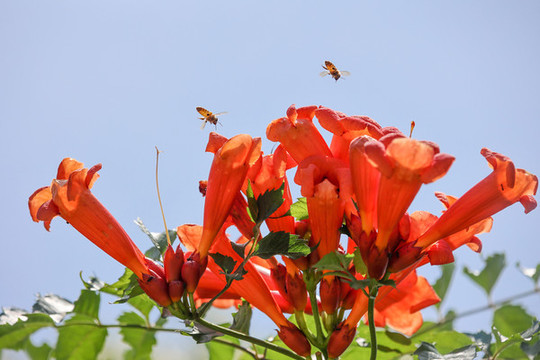 蜜蜂