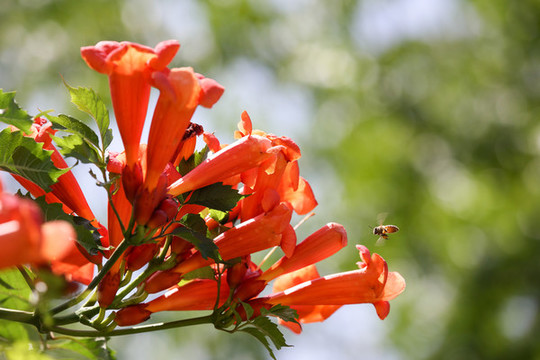 蜜蜂