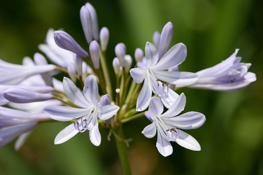 百子蓮花