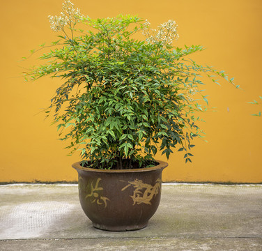 園林園藝造型