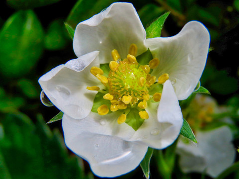 草莓與鮮花