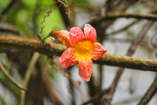 火燒花與鮮花