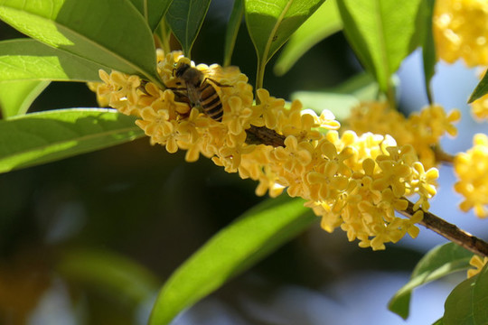 桂花