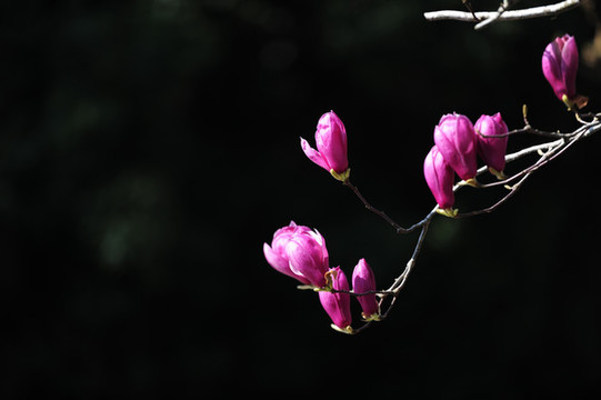 玉蘭花