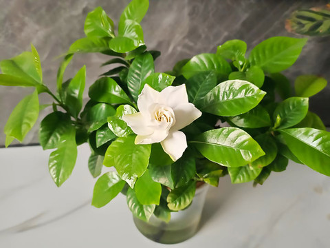 鮮花