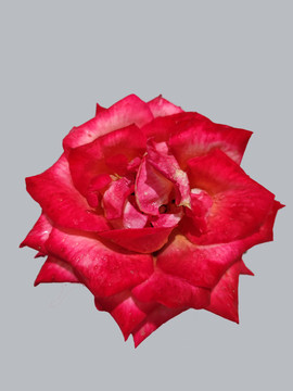 玫瑰花