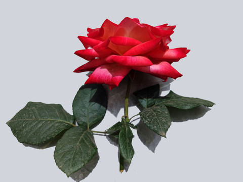 玫瑰花