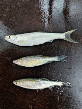 小魚