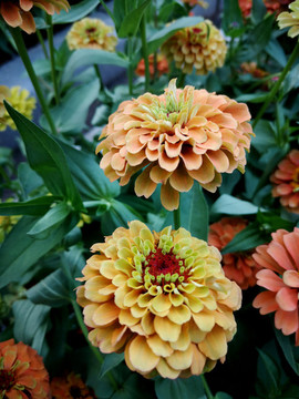 黃色百日菊