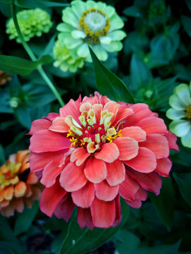 紅色百日菊