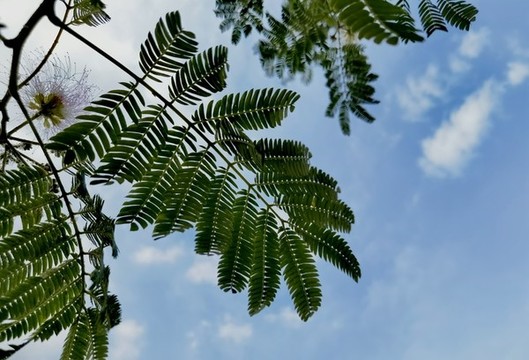芙蓉樹葉
