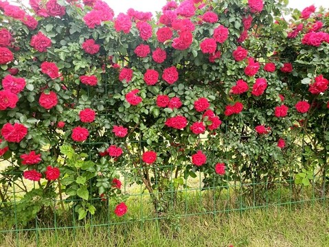 花墻
