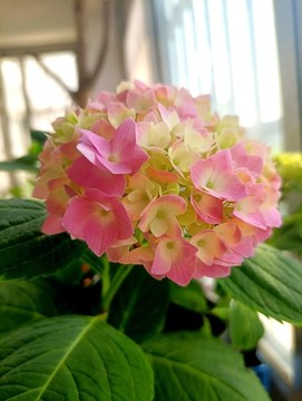 繡球花