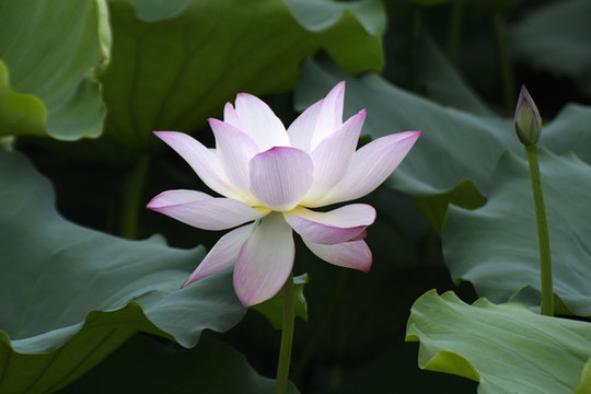 荷花