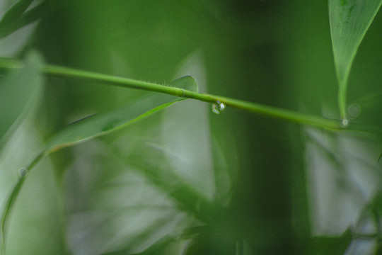 蜀南竹海的綠色竹子林