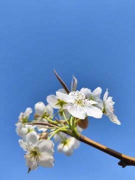 梨樹