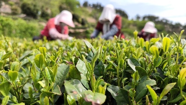 茶葉
