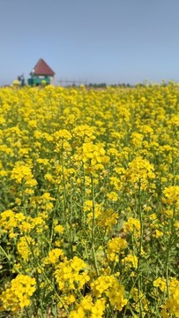 油菜花