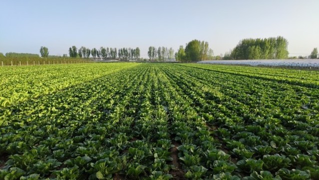大白菜