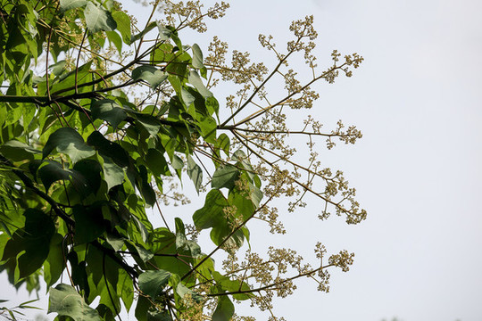梧桐樹花