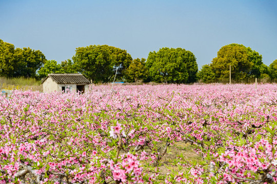 蘇州高新區(qū)通安北窯桃園