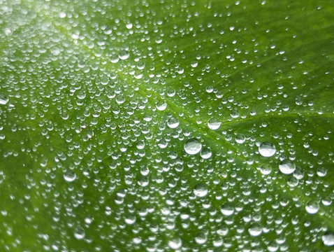 葉片上水珠圖