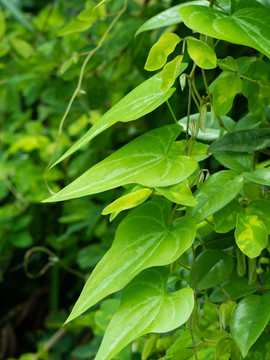 纏繞草質(zhì)藤本植物參薯