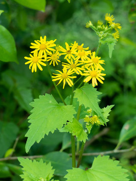 野生蒲兒根的開(kāi)花期