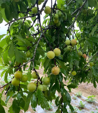 樹上的李子